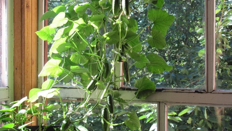 Step-by-step instructions for beginner vegetable growers: how to grow cucumbers on the balcony and get a harvest