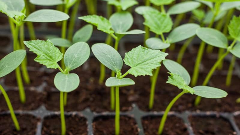Step-by-step instructions for beginner vegetable growers: how to grow cucumbers on the balcony and get a harvest