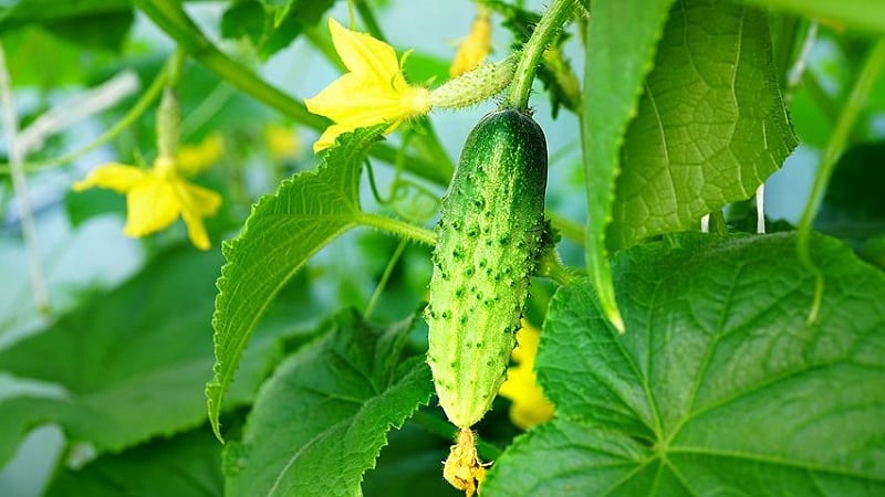 Step-by-step instructions for beginner vegetable growers: how to grow cucumbers on the balcony and get a harvest