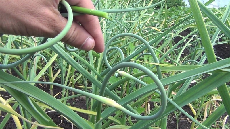 Secrets of caring for winter garlic in spring