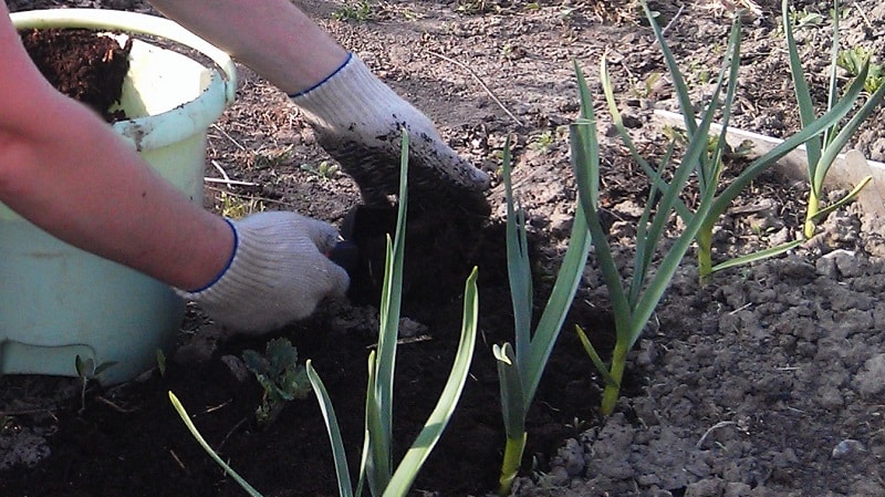 Secrets of caring for winter garlic in spring