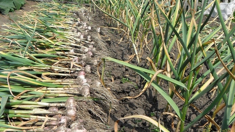 Secrets of caring for winter garlic in spring