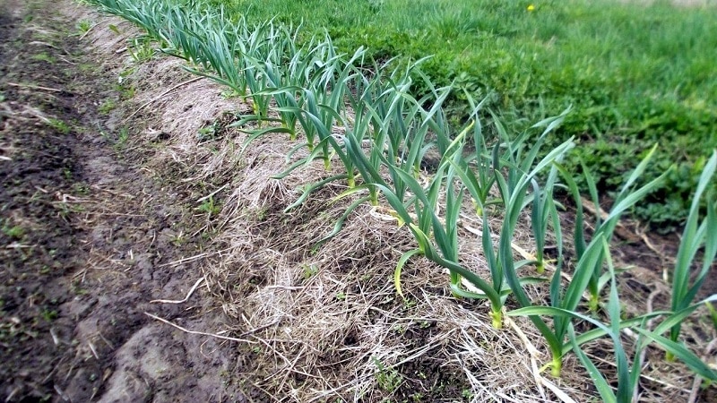 Secrets of caring for winter garlic in spring