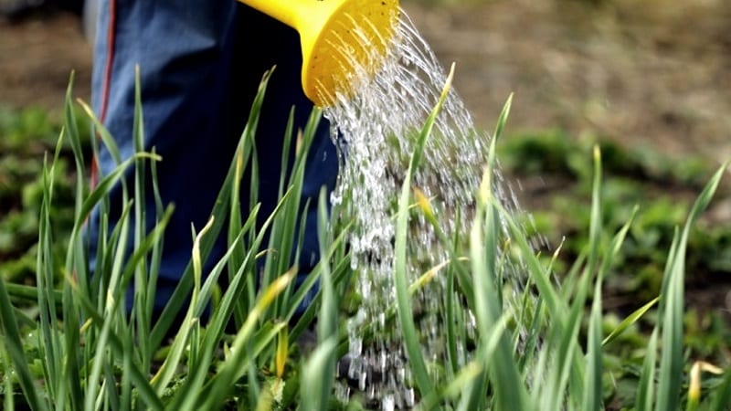 Secrets of caring for winter garlic in spring