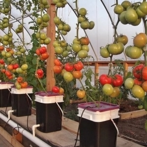 Secrets of growing tomatoes at home using hydroponics