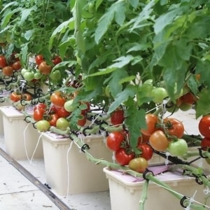 Secrets of growing tomatoes at home using hydroponics