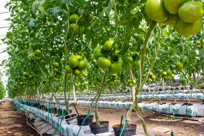 Secrets of growing tomatoes at home using hydroponics