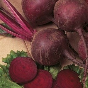 Sweet and full of vitamins Mulatto beets: how to grow a rich harvest and where to use it