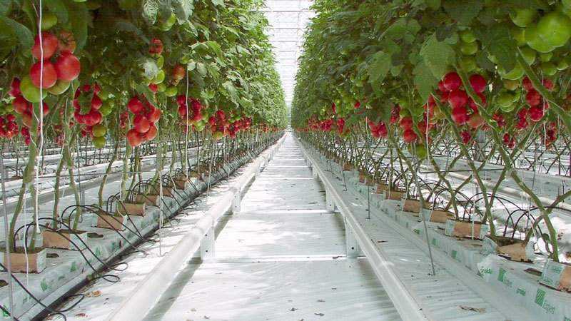 Saving our tomatoes - how to pollinate tomatoes in a polycarbonate greenhouse if they do not pollinate on their own