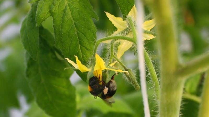 Saving our tomatoes - how to pollinate tomatoes in a polycarbonate greenhouse if they do not pollinate on their own