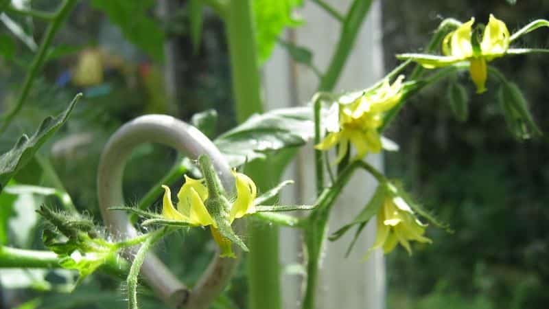 Saving our tomatoes - how to pollinate tomatoes in a polycarbonate greenhouse if they do not pollinate on their own