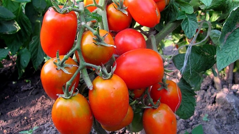 We get maximum yield with minimal effort - tomato Miracle of the Lazy