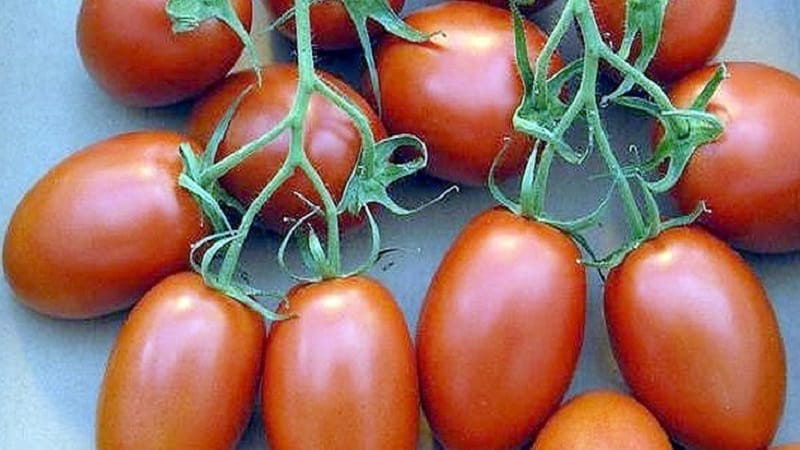 We get maximum yield with minimal effort - tomato Miracle of the Lazy