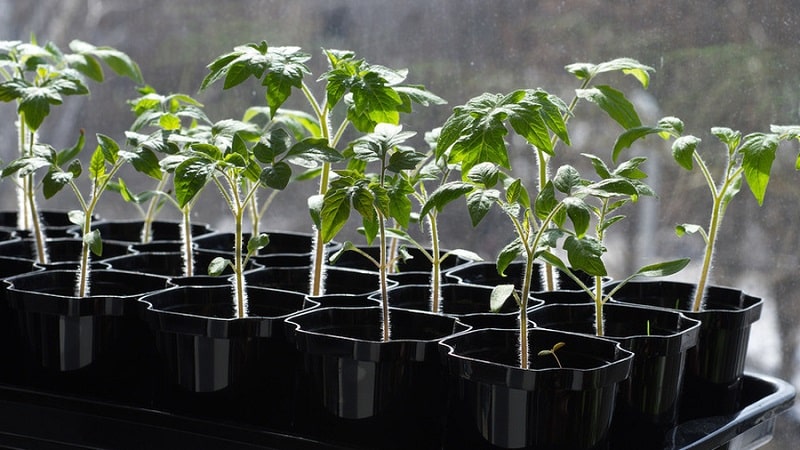 We get maximum yield with minimal effort - tomato Miracle of the Lazy