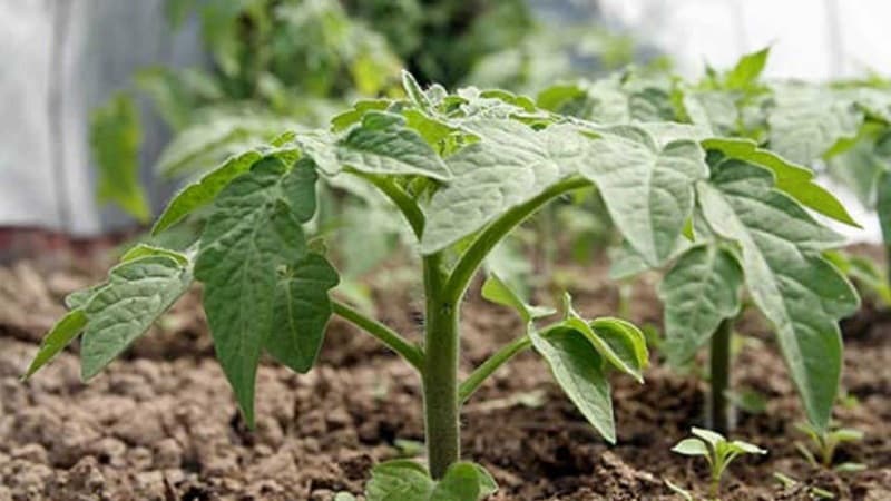 We get maximum yield with minimal effort - tomato Miracle of the Lazy
