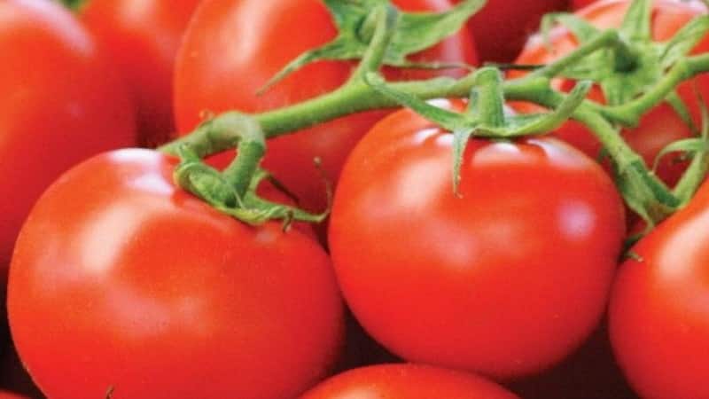 We get maximum yield with minimal effort - tomato Miracle of the Lazy