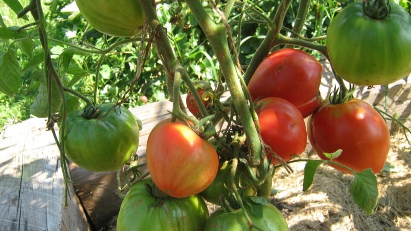 Tomato Em Champion: characteristics and description of the variety, reviews from those who planted tomatoes and photos