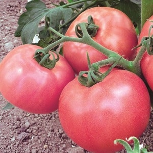 An excellent variety for lovers of large-fruited sweet tomatoes - the Pink Giant tomato
