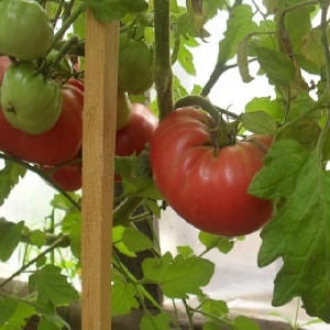 A delicious salad tomato with a sweet honey taste - the Pink Elephant tomato and its other benefits