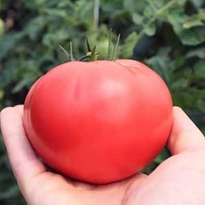 A delicious salad tomato with a sweet honey taste - the Pink Elephant tomato and its other benefits