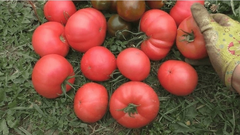 A delicious salad tomato with a sweet honey taste - the Pink Elephant tomato and its other benefits