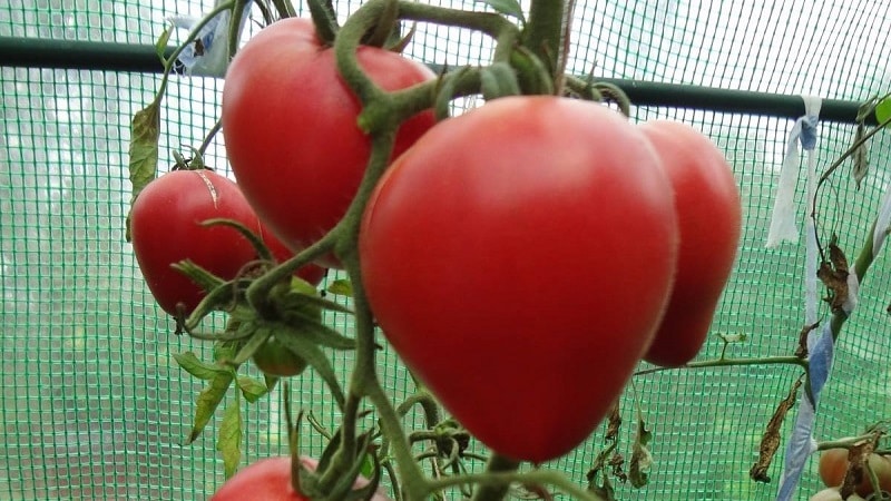 Delicious and aromatic tomatoes that look like giant berries - the amazing German Red Strawberry tomato