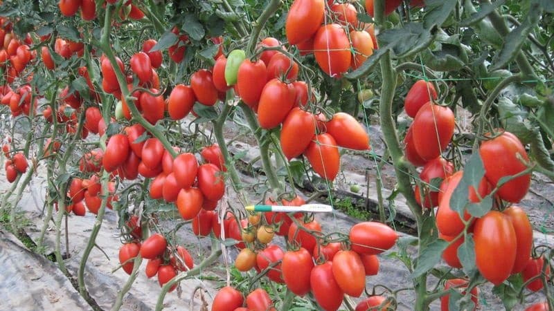 We grow our own rich harvest of Kolibri tomatoes for salads, juices and canning