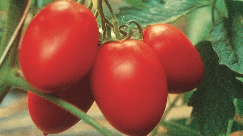 We grow our own rich harvest of Kolibri tomatoes for salads, juices and canning