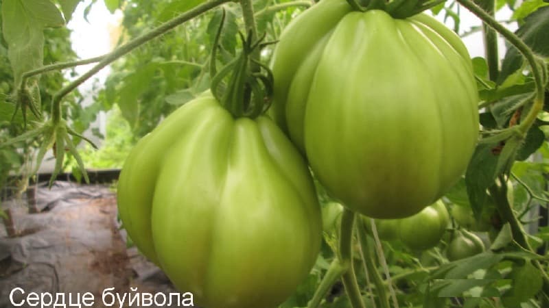 We grow our own large tomatoes with sweet, juicy, grainy pulp: Buffalo Heart tomato