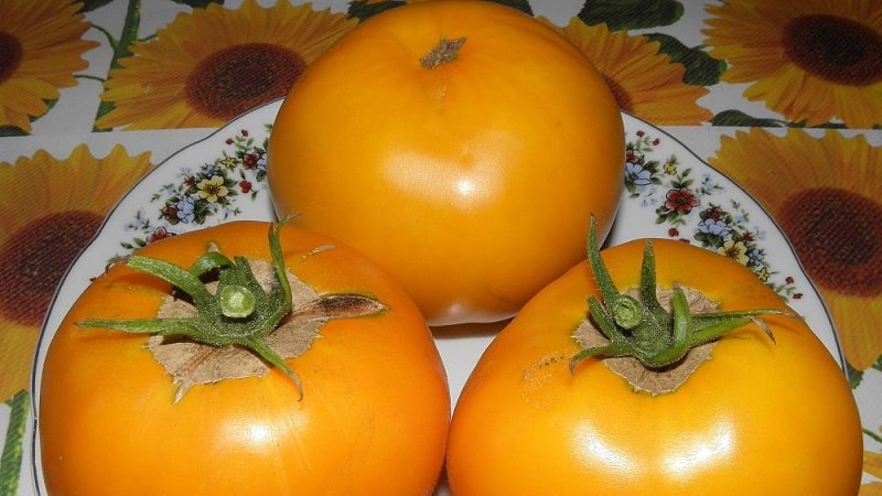 A bright and exotic guest in the garden: the Orange tomato