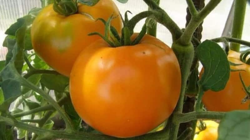 A bright and exotic guest in the garden: the Orange tomato