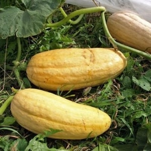 A fleshy and light pumpkin variety, Pastila Champagne, with juicy pulp and a unique aroma.