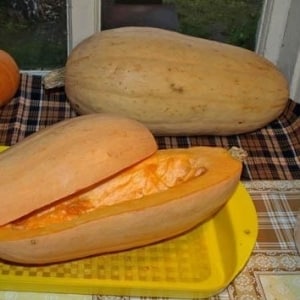 A fleshy and light pumpkin variety, Pastila Champagne, with juicy pulp and a unique aroma.