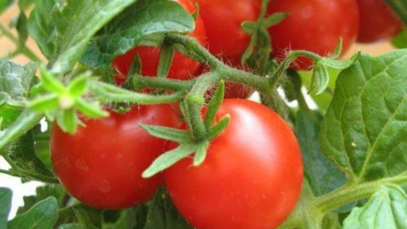 Bright and tasty Dutch tomato variety Tanya: let's get acquainted with the advantages and grow it ourselves