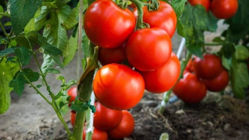 Bright and tasty Dutch tomato variety Tanya: let's get acquainted with the advantages and grow it ourselves