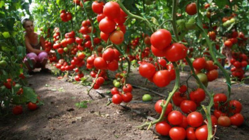Bright and tasty Dutch tomato variety Tanya: let's get acquainted with the advantages and grow it ourselves