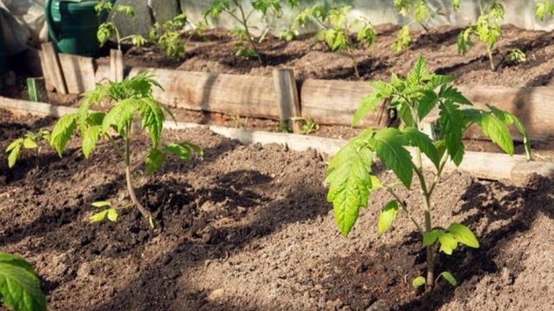 Bright and tasty Dutch tomato variety Tanya: let's get acquainted with the advantages and grow it ourselves
