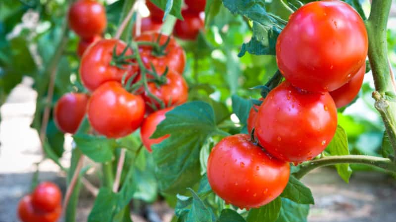 Bright and tasty Dutch tomato variety Tanya: let's get acquainted with the advantages and grow it ourselves