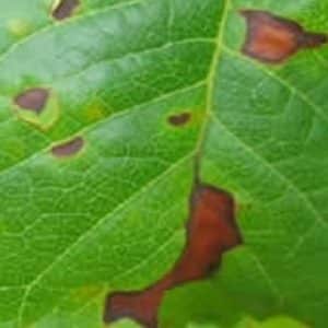 Universal-to-use and easy-to-care miniature tomatoes Honey fingers: growing wisely