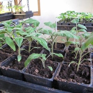 We grow Wild Rose tomato in our garden and enjoy a rich harvest of large and juicy fruits