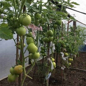 We grow Wild Rose tomato in our garden and enjoy a rich harvest of large and juicy fruits