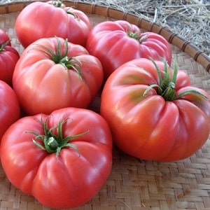 We grow Wild Rose tomato in our garden and enjoy a rich harvest of large and juicy fruits