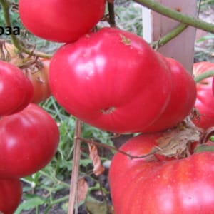 We grow Wild Rose tomato in our garden and enjoy a rich harvest of large and juicy fruits