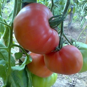 We grow Wild Rose tomato in our garden and enjoy a rich harvest of large and juicy fruits