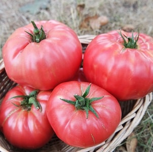 We grow Wild Rose tomato in our garden and enjoy a rich harvest of large and juicy fruits