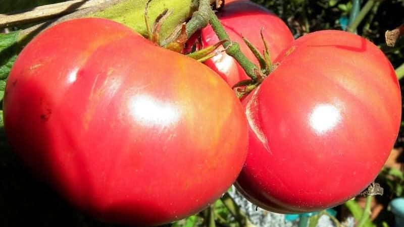 We grow Wild Rose tomato in our garden and enjoy a rich harvest of large and juicy fruits