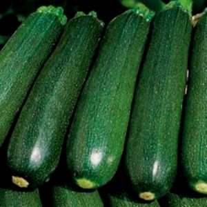 What are zucchini squash: let’s get to know the species, grow it on our own plot and use it for delicious dishes
