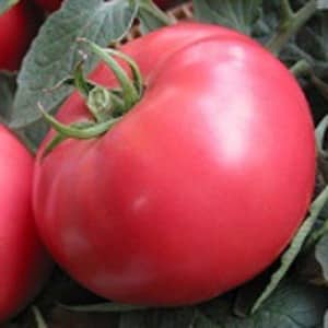 Sweet, large and very fragrant Pandarose tomatoes - decoration of the garden bed