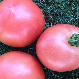 Sweet, large and very fragrant Pandarose tomatoes - decoration of the garden bed