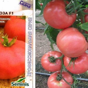 Sweet, large and very fragrant Pandarose tomatoes - decoration of the garden bed